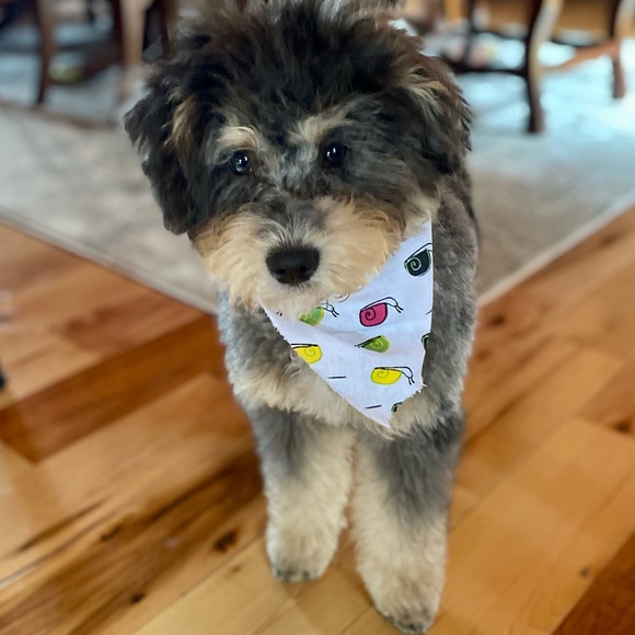 Meet your Posher, Wanda - Picture 9 of 16